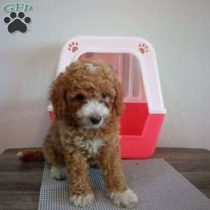 Crimson, Miniature Poodle Puppy